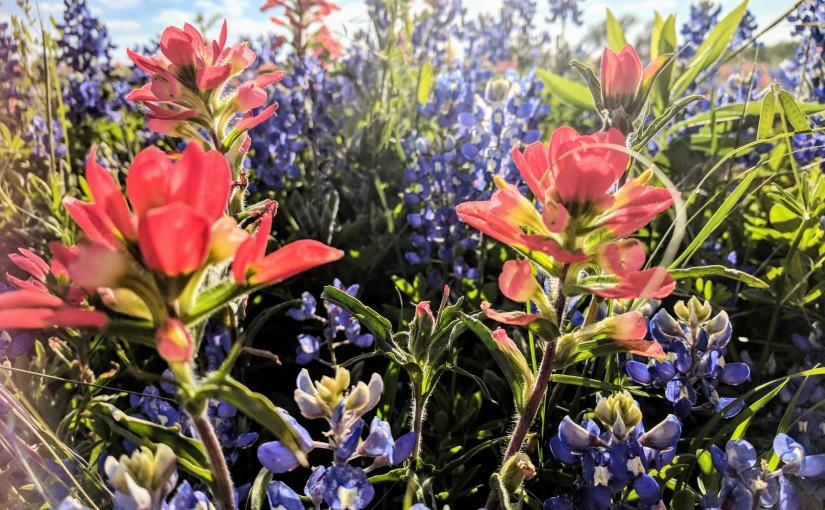 Experience the Bluebonnet Trails Festival in Texas
